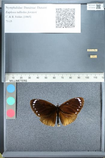 Media type: image;   Entomology 158434